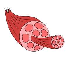 background shape