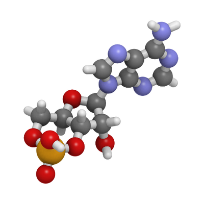 Uridine Monophosphate